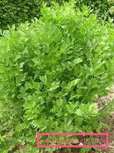 lovage
